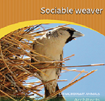 Sociable weaver