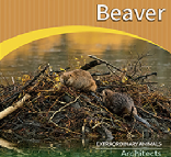 Beaver