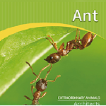 Ant