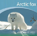 Arctic fox