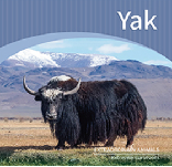 Yak