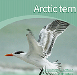 Arctic tern