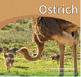 Ostrich