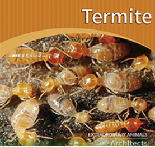 Termite