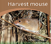 Harvest mouse