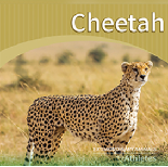 Cheetah