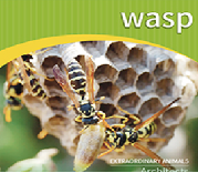 Wasp