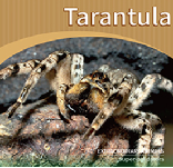 Tarantula