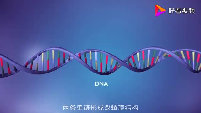 3.3 DNA的复制视频-2023-2024学年高一下学期生物人教版必修二